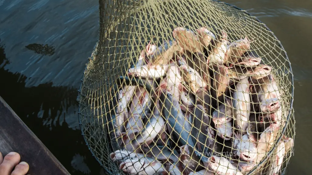Pesca milagrosa bíblica representando provisão divina em sonhos com peixes