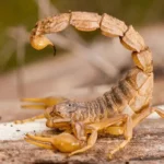 Sonhar com escorpião para a Bíblia
