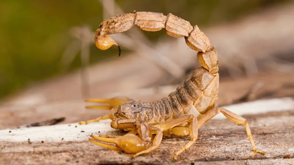 Sonhar com escorpião para a Bíblia